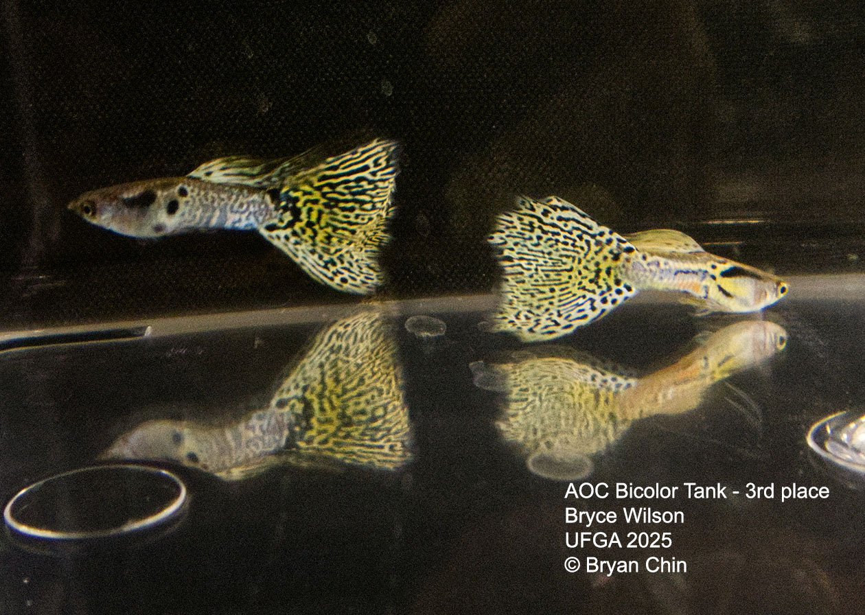 Guppy Bicolor Metal